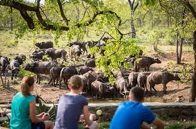 Family observing a herd of buffalo on a guided safari
