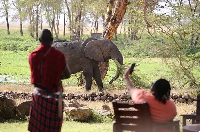 Safari guide and traveler observing an elephant in the wild