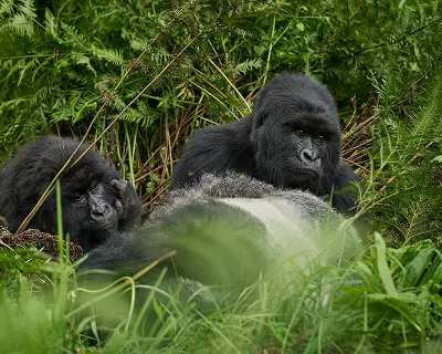 Mountain gorillas resting in the forest
