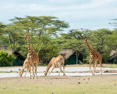Giraffes grazing near a safari lodge