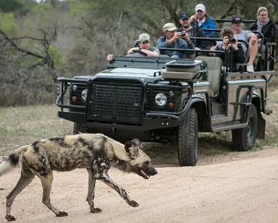 African wild dog crossing the road in front of a safari vehicle