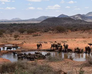 Elephants gathered at a watering hole with mountains in the background