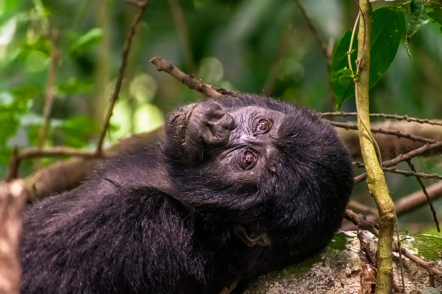 Mountain gorilla resting among forest branches