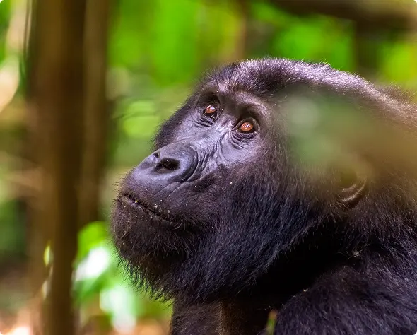 Close-up of a mountain gorilla, featured in the Uganda gorilla trekking itinerary